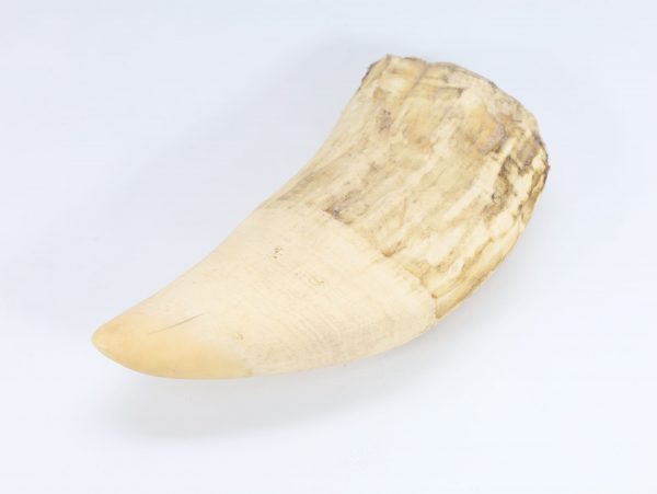 Hvaltann – ca. 18 cm, 670 g