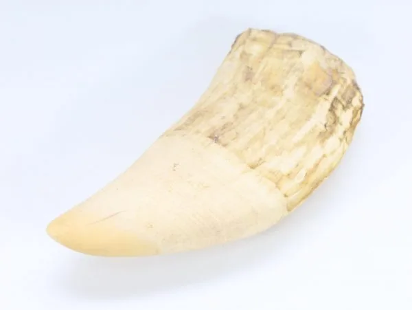 Hvaltann – ca. 18 cm, 670 g - Image 2