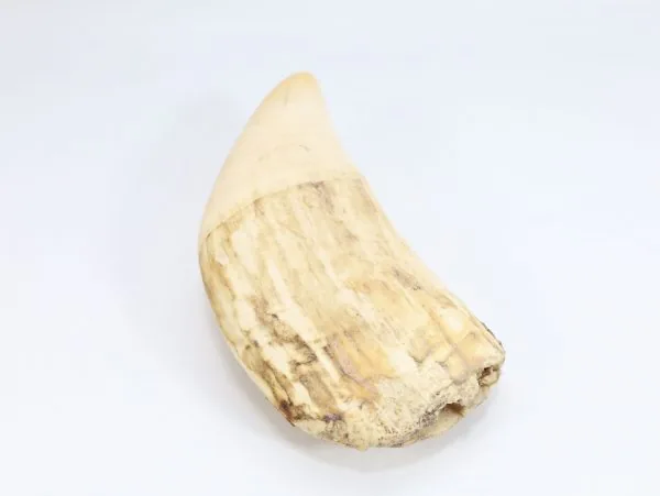 Hvaltann – ca. 18 cm, 670 g - Image 3