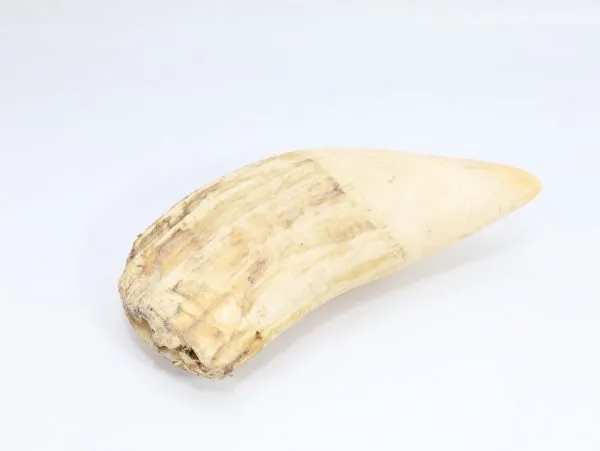 Hvaltann – ca. 18 cm, 670 g - Image 4