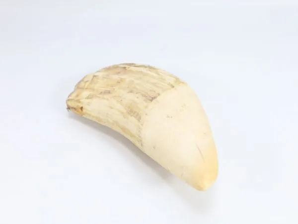 Hvaltann – ca. 18 cm, 670 g - Image 5